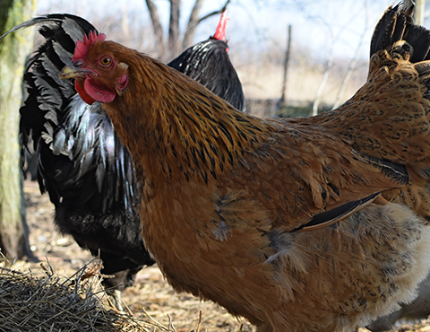 Georgia Poultry Laboratory